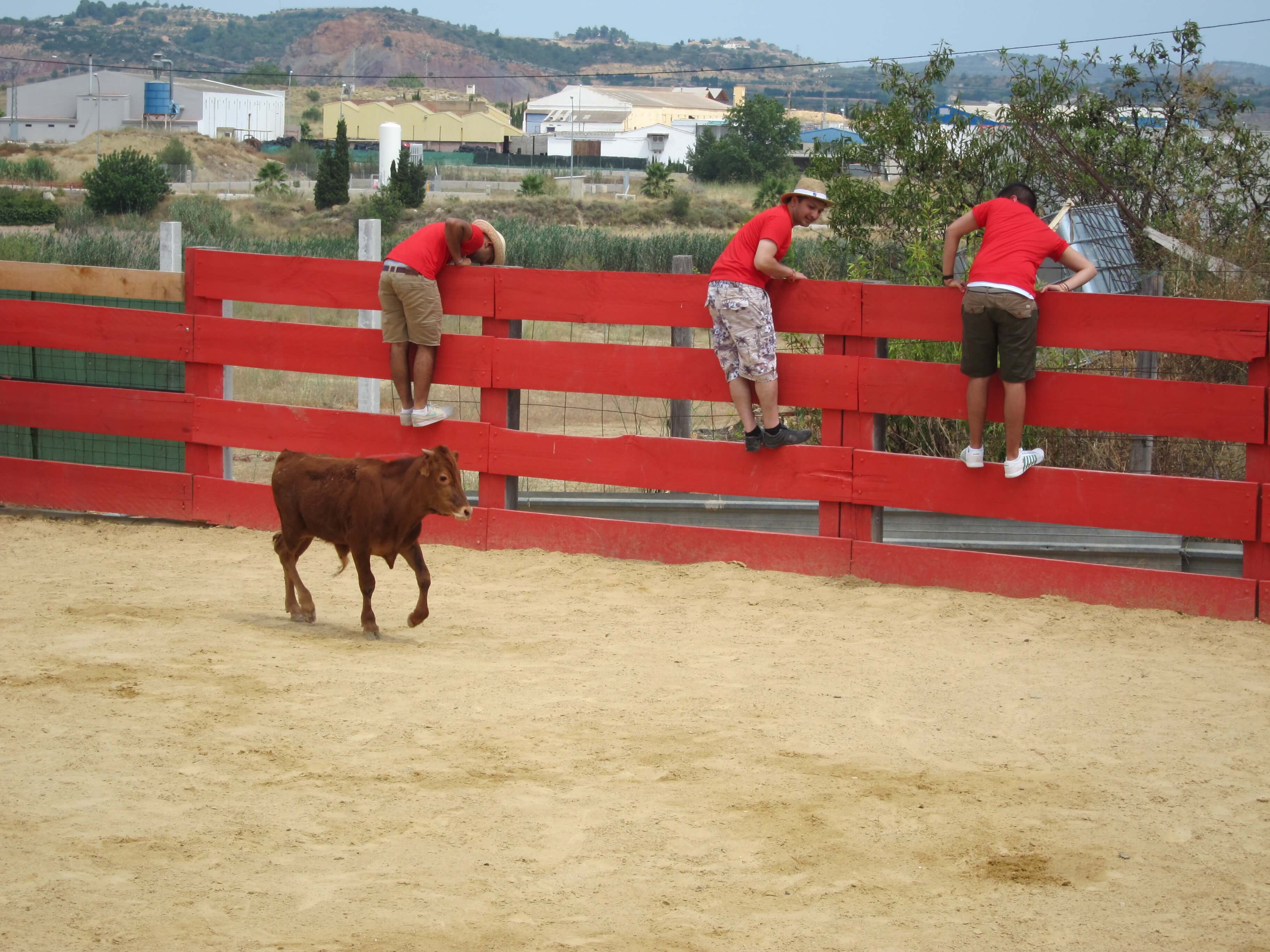 Valencia Bullfighting